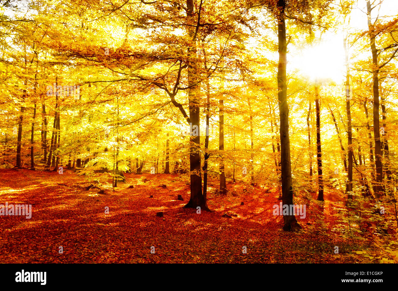 Giallo e arancio foglie - foresta colorati di viaggi e vacanze riserva naturale paradiso a piedi - Bosco in autunno Foto Stock