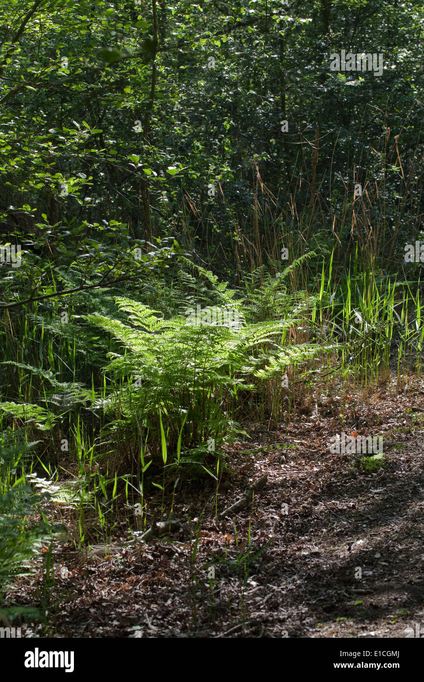 Buckler Fern (Dryopterus sp.). Parte del sottobosco suolo flora, sotto Alder (Alnus glutinosa) sinistro, agrifoglio (Ilex aquifolium). Foto Stock