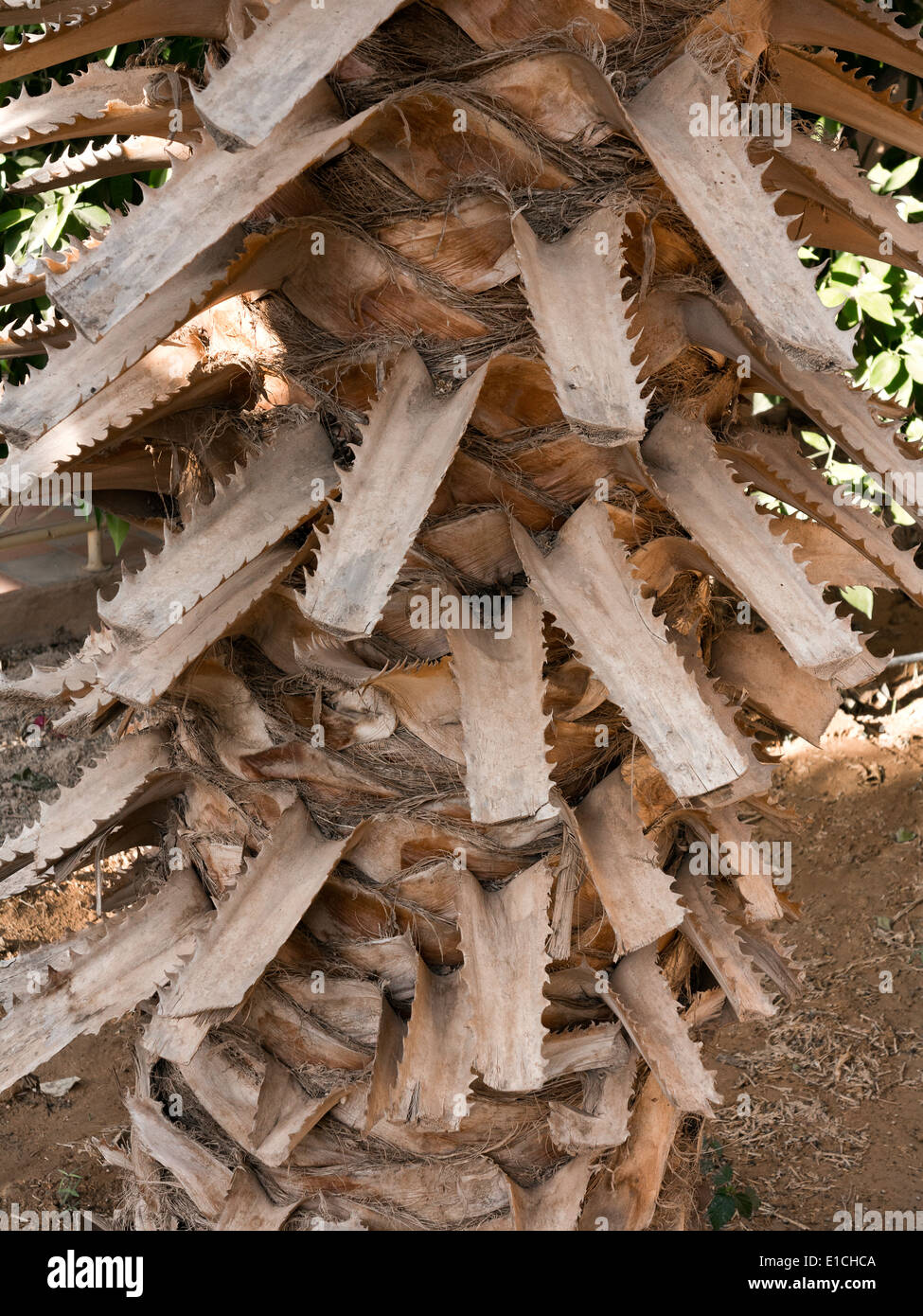 Close up dettaglio di rifilato data palm tronco di albero Foto Stock