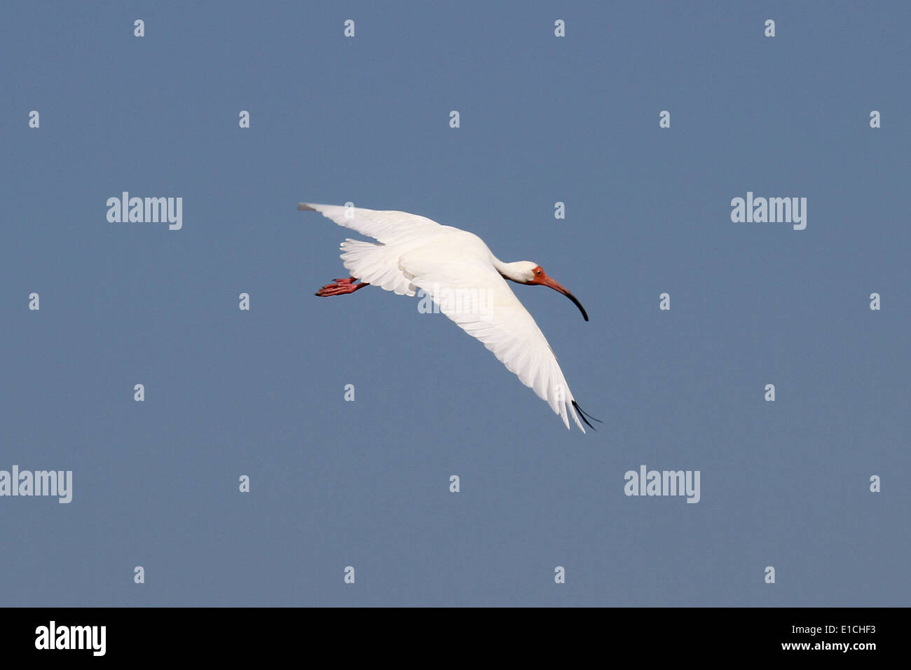 Un bianco Ibis in volo Foto Stock