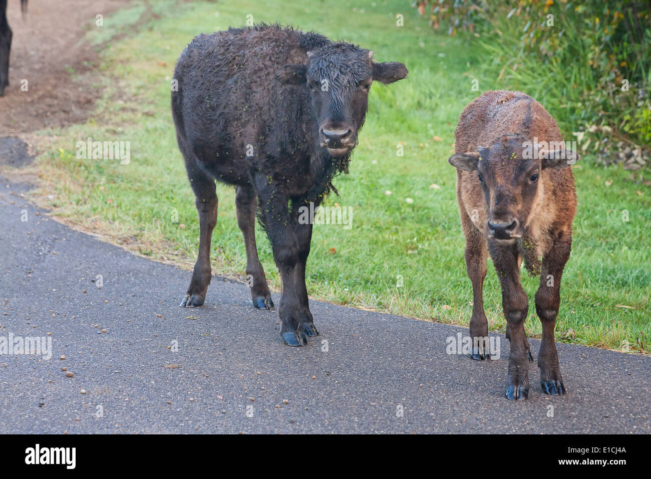 Due vitelli bison stand su una strada in Elk Island National Park. Foto Stock