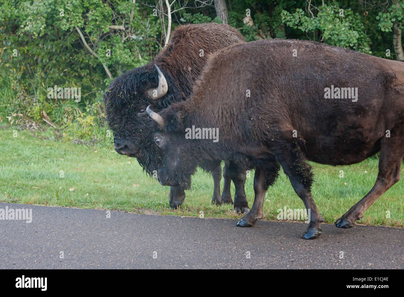 Due bison tori stanno fianco a fianco su una strada in Elk Island National Park. Foto Stock