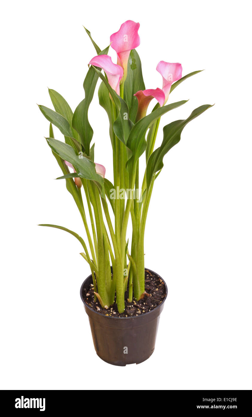 Rosa in Vaso Calla Lily isolato su bianco Foto Stock