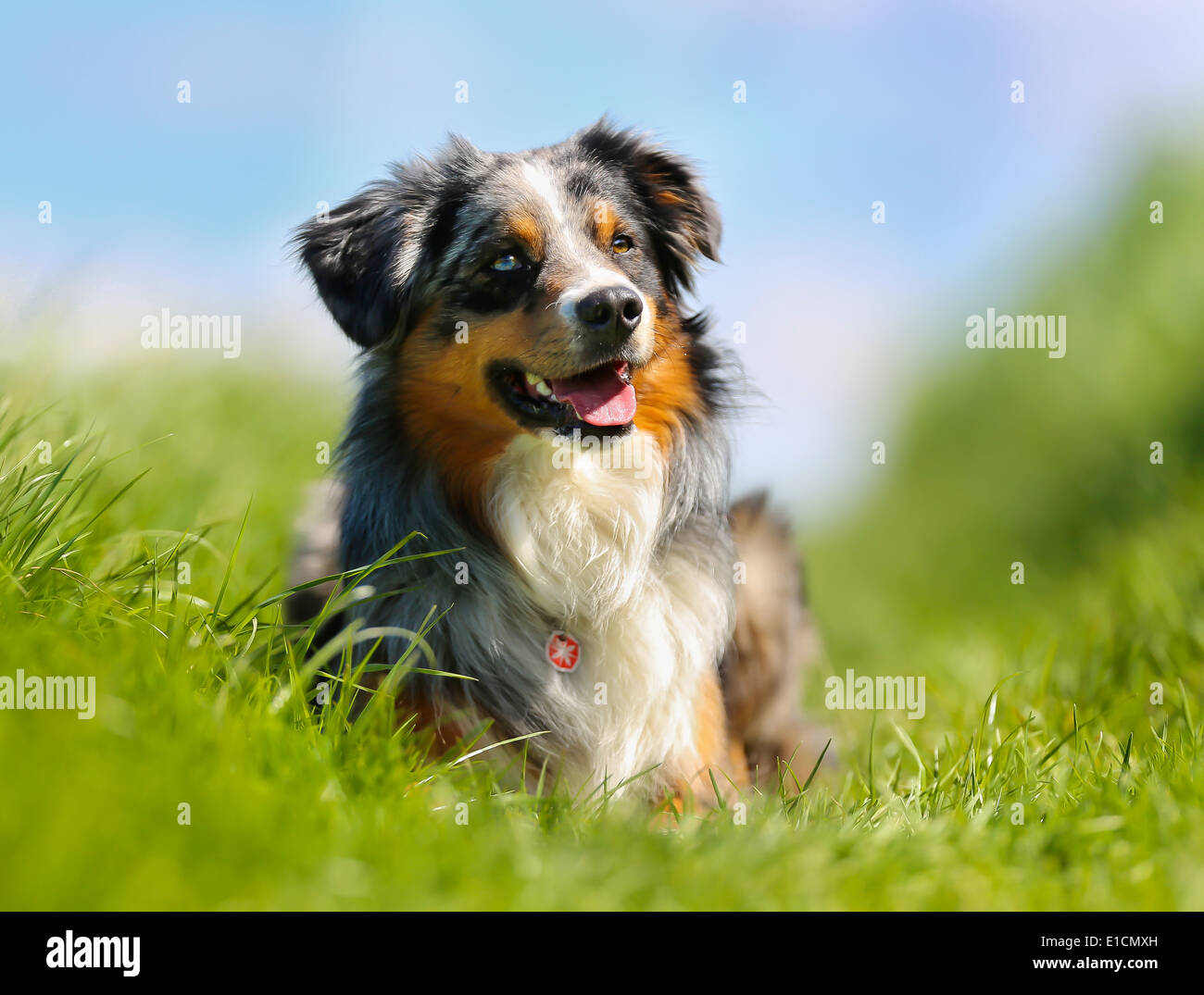 Colpo di cane di razza. Presi al di fuori su una soleggiata giornata estiva. Foto Stock
