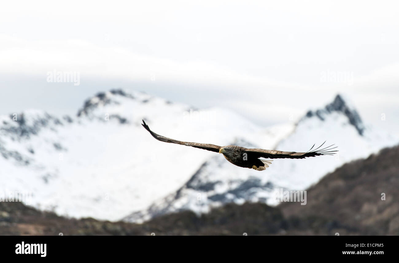 White-tailed Sea Eagle in volo Isole Lofoten in Norvegia Scandinavia Foto Stock