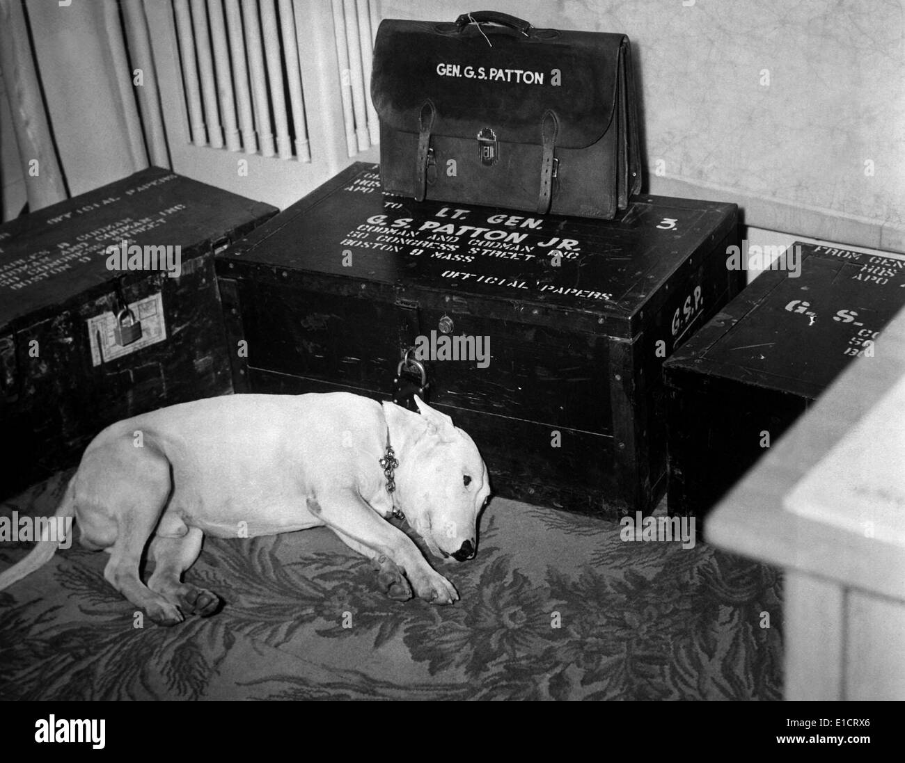 Georg Generale Patton cucciolo di bull terrier 'Willie', che giace accanto al suo maestro morto il trunk. Patton è stato mortalmente ferito in un auto Foto Stock