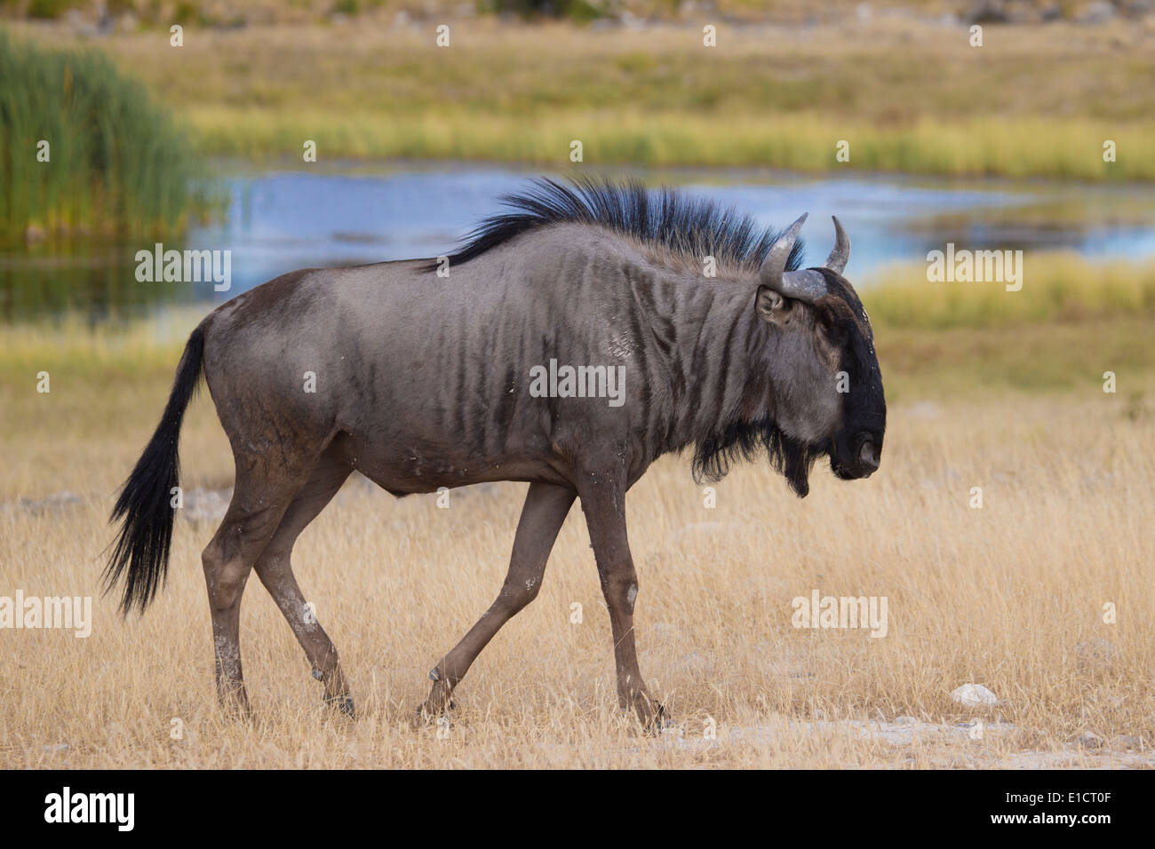 Vista laterale di un comune GNU Foto Stock