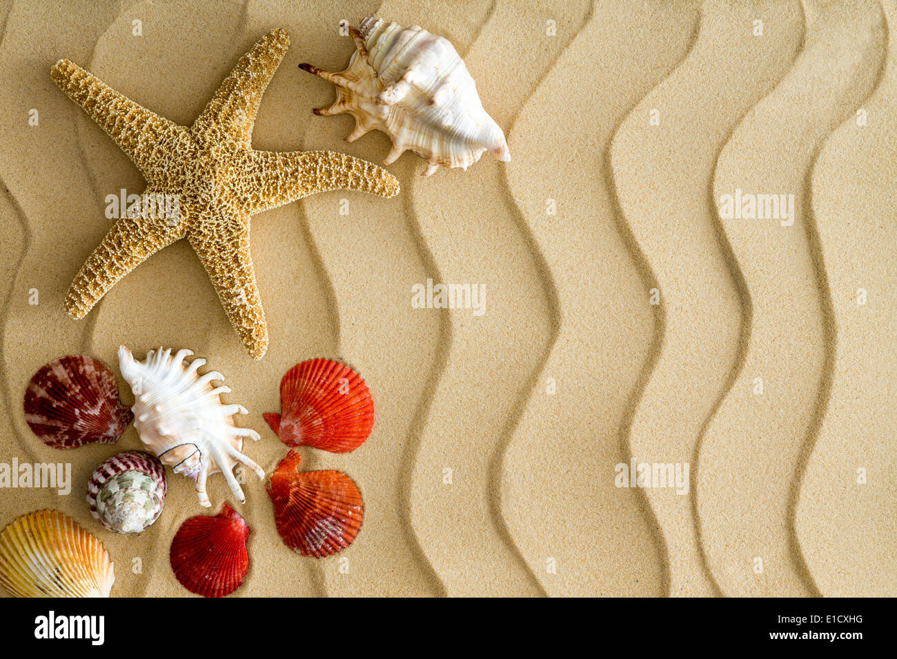 Stella di mare e conchiglie di mare sulle ondulate bech sabbia con copia spazio sul lato destro Foto Stock