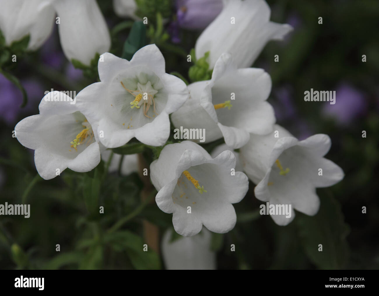Campanula di medie varient bianco close up di fiore Foto Stock