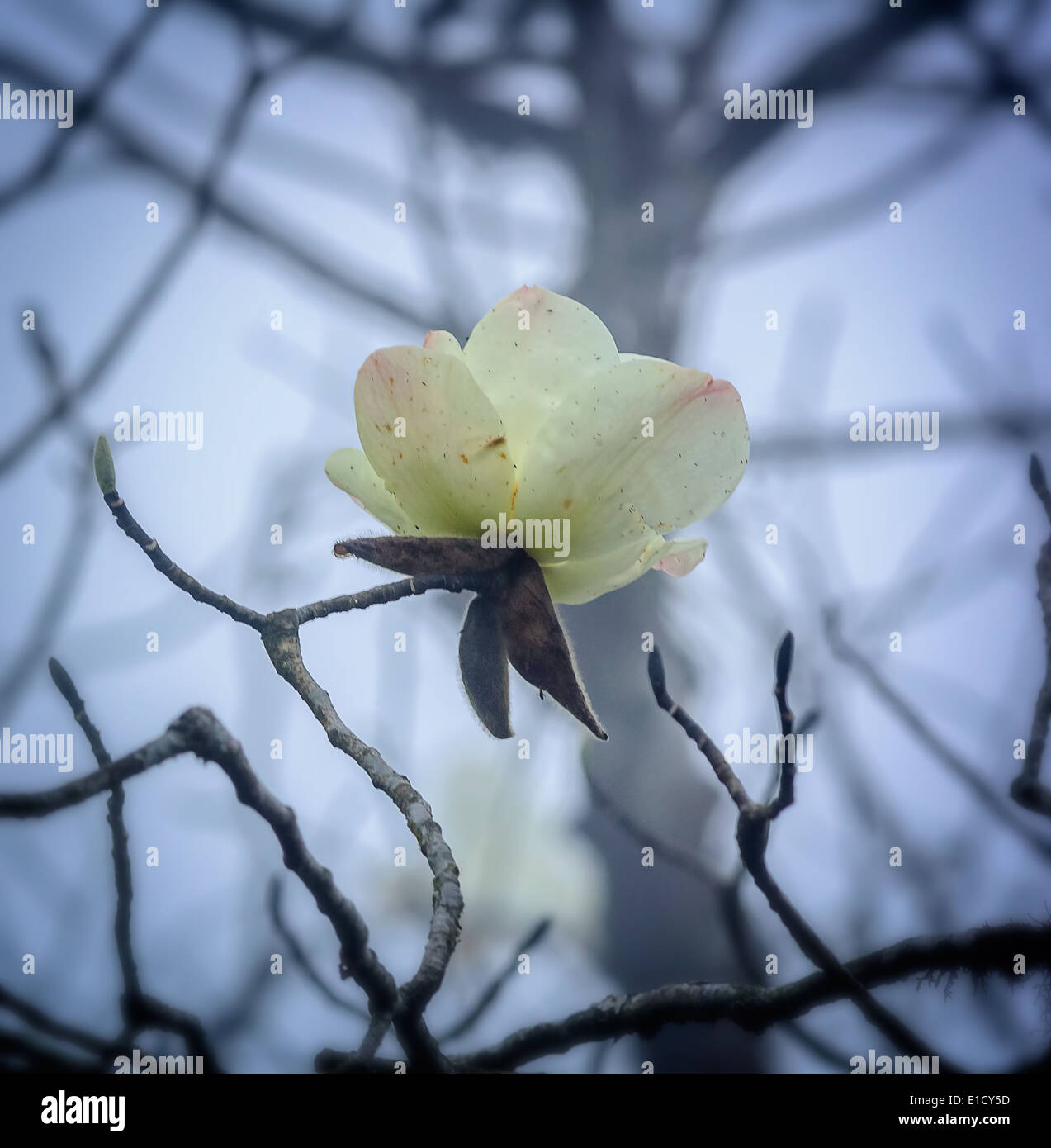 Magnolia fiore che sboccia in Himalaya in Singalila Parco nazionale Foto Stock