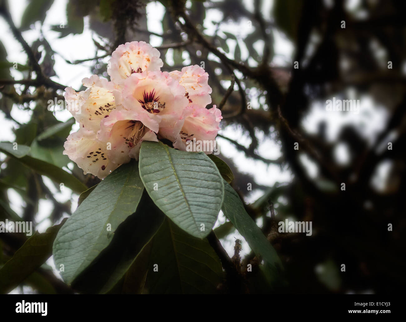 Rhododendron fiore che sboccia nella foresta himalayana di Singalila Parco Nazionale Foto Stock