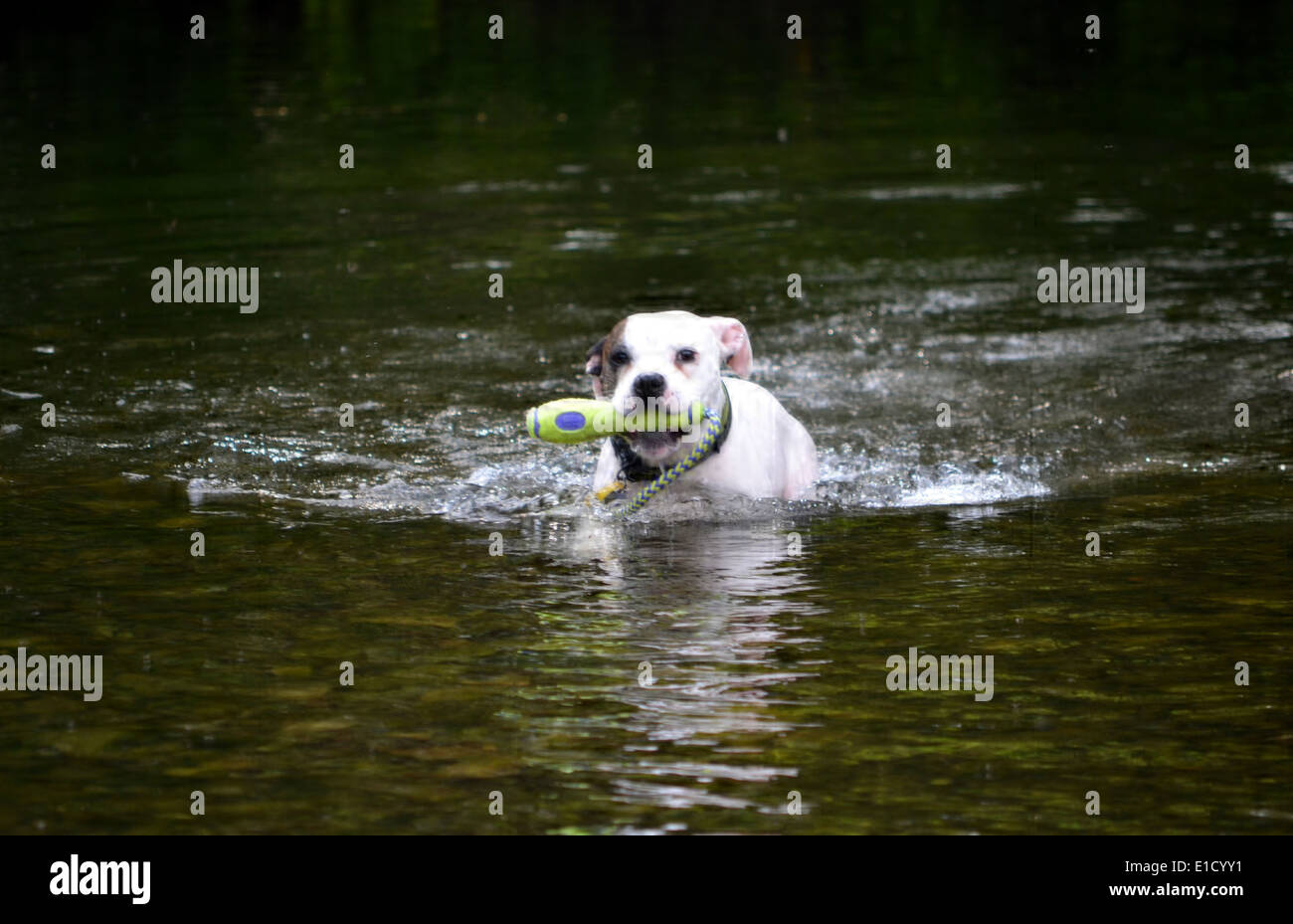 Chaz il cane avente un rinfrescarsi nel fiume Kent durante le sue vacanze a Kendal nel maggio 2014 Foto Stock