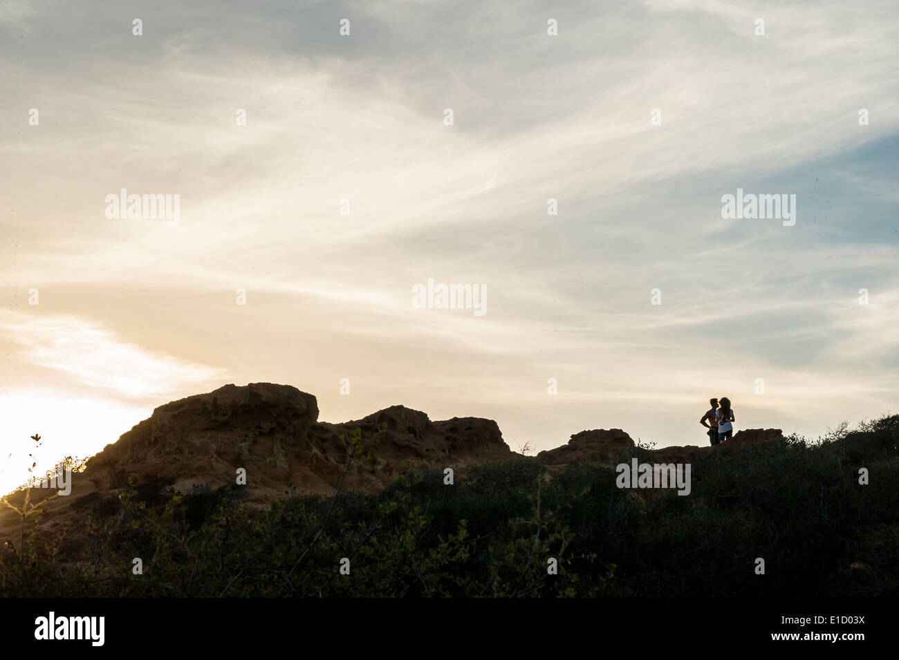 Torry pini del Parco statale al tramonto, La Jolla, California Foto Stock