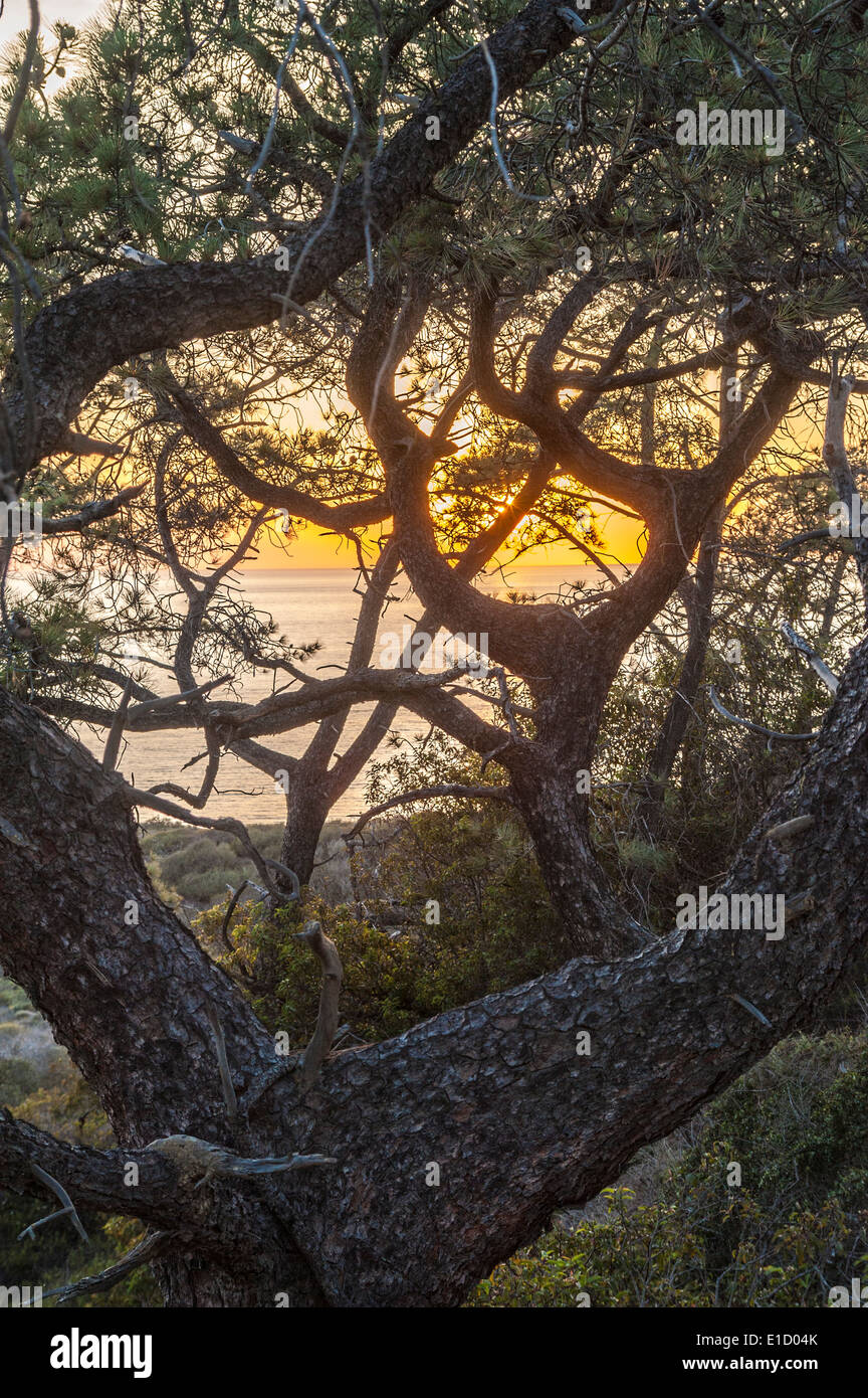 Tramonto sull'Oceano Pacifico a Torrey Pines State Park, La Jolla California Foto Stock