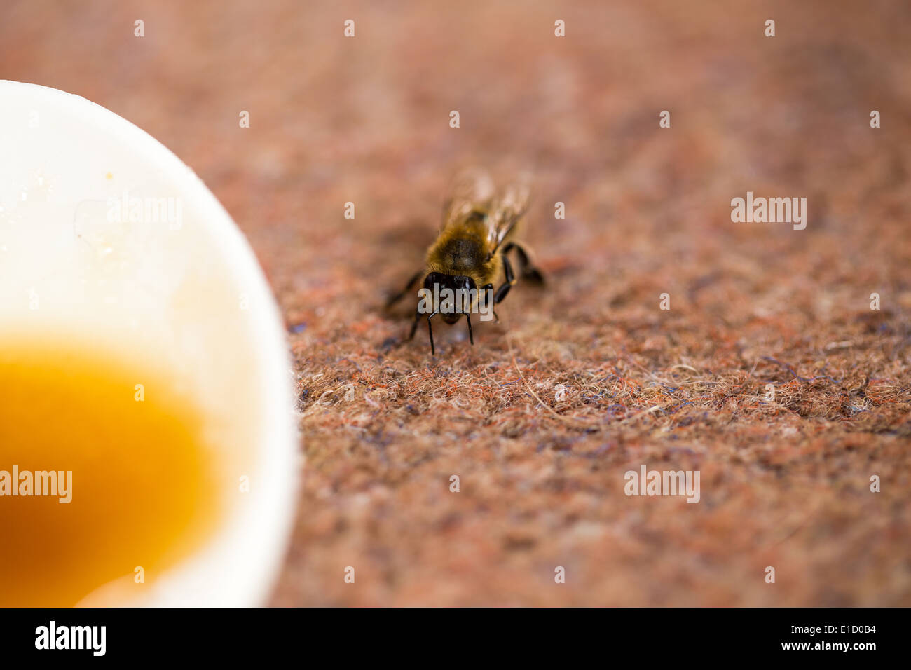 Salvataggio di un fragile Bee Foto Stock
