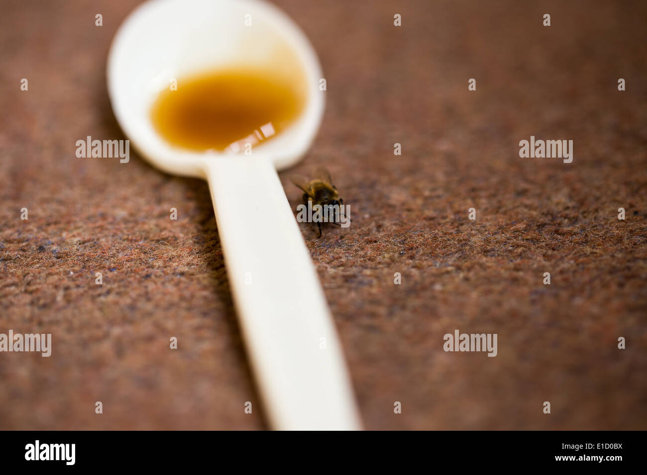Salvataggio di un fragile Bee Foto Stock