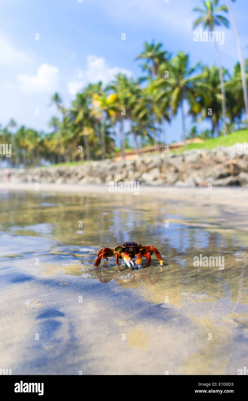 Incredibili spiagge indiano, spiaggia nera, Varkala. Il Kerala, India. Foto Stock