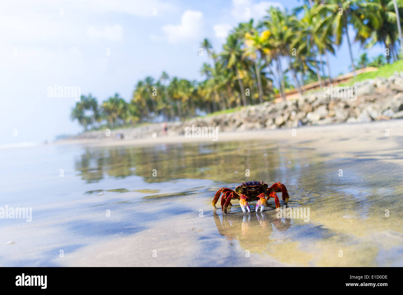 Incredibili spiagge indiano, spiaggia nera, Varkala. Il Kerala, India. Foto Stock