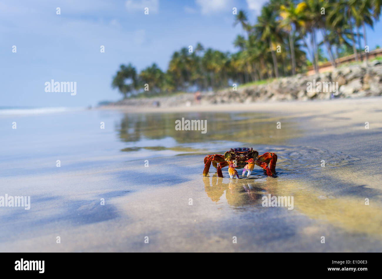 Incredibili spiagge indiano, spiaggia nera, Varkala. Il Kerala, India. Foto Stock