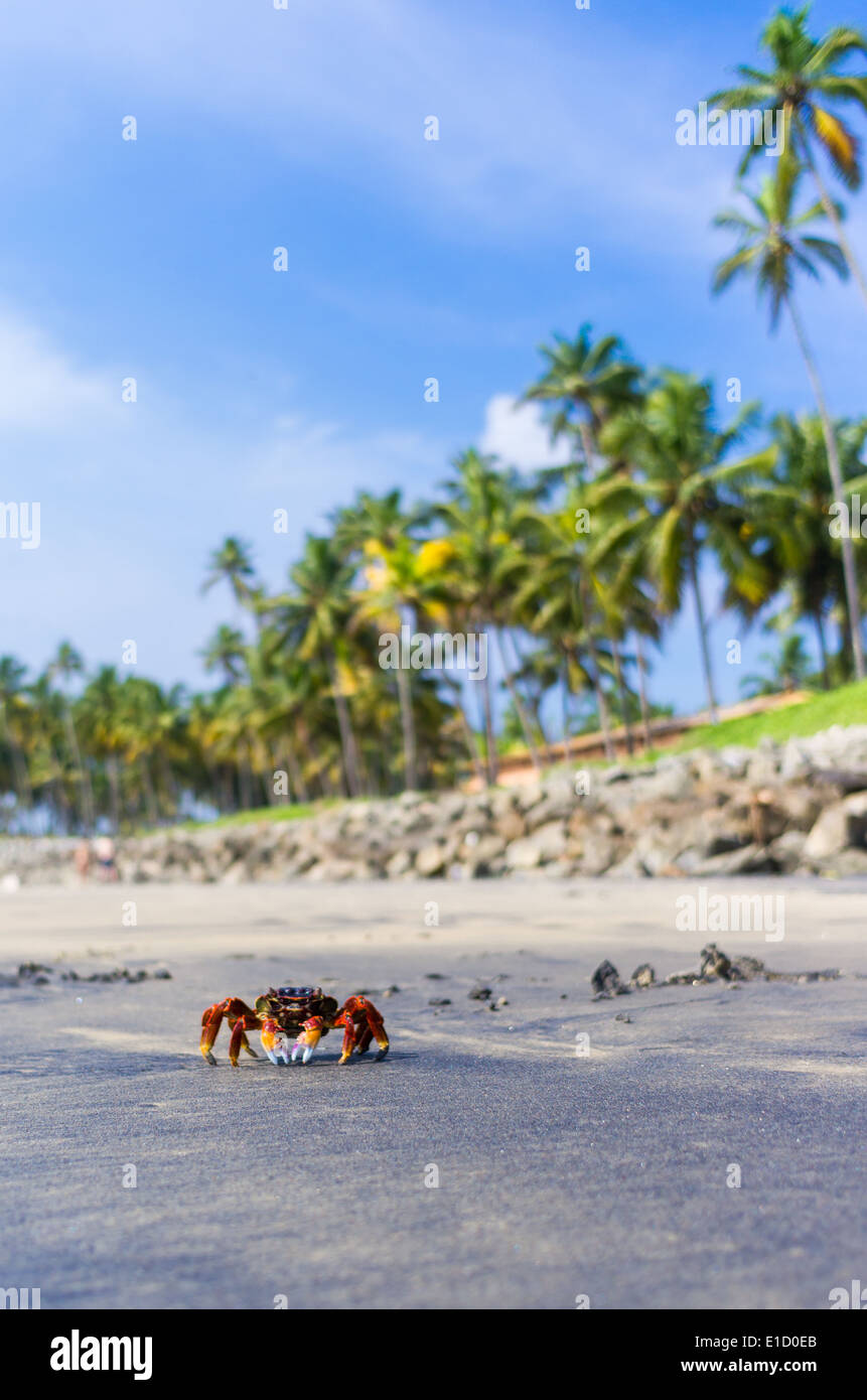 Incredibili spiagge indiano, spiaggia nera, Varkala. Il Kerala, India. Foto Stock