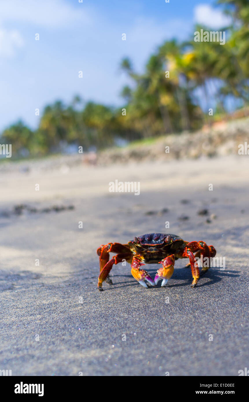 Incredibili spiagge indiano, spiaggia nera, Varkala. Il Kerala, India. Foto Stock