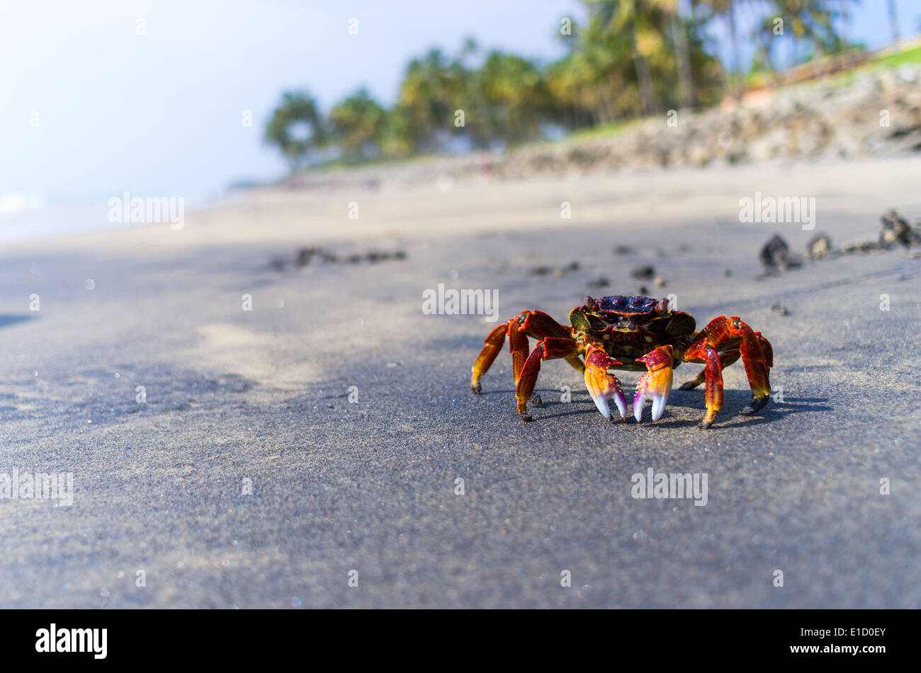 Incredibili spiagge indiano, spiaggia nera, Varkala. Il Kerala, India. Foto Stock