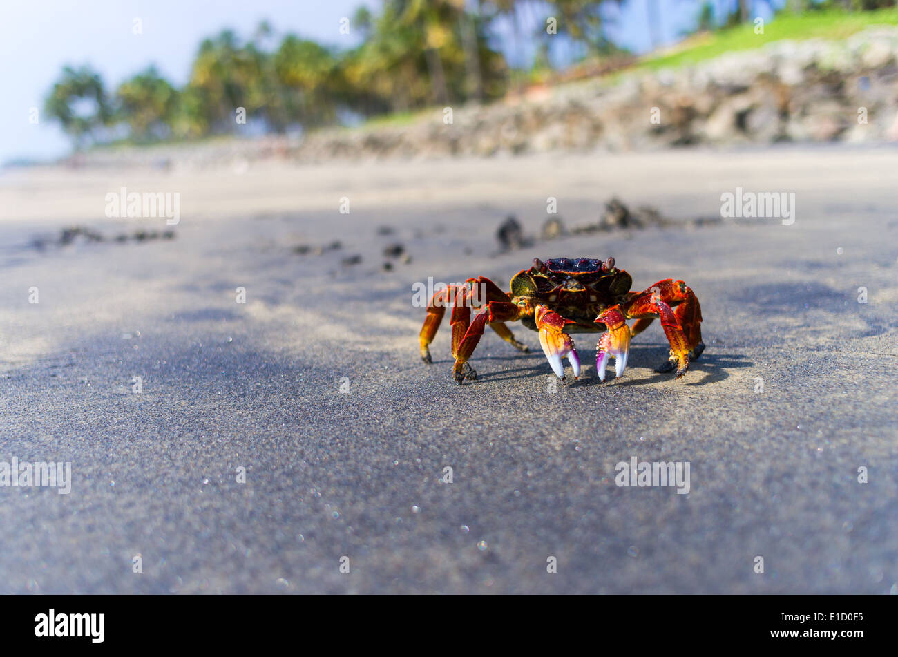 Incredibili spiagge indiano, spiaggia nera, Varkala. Il Kerala, India. Foto Stock