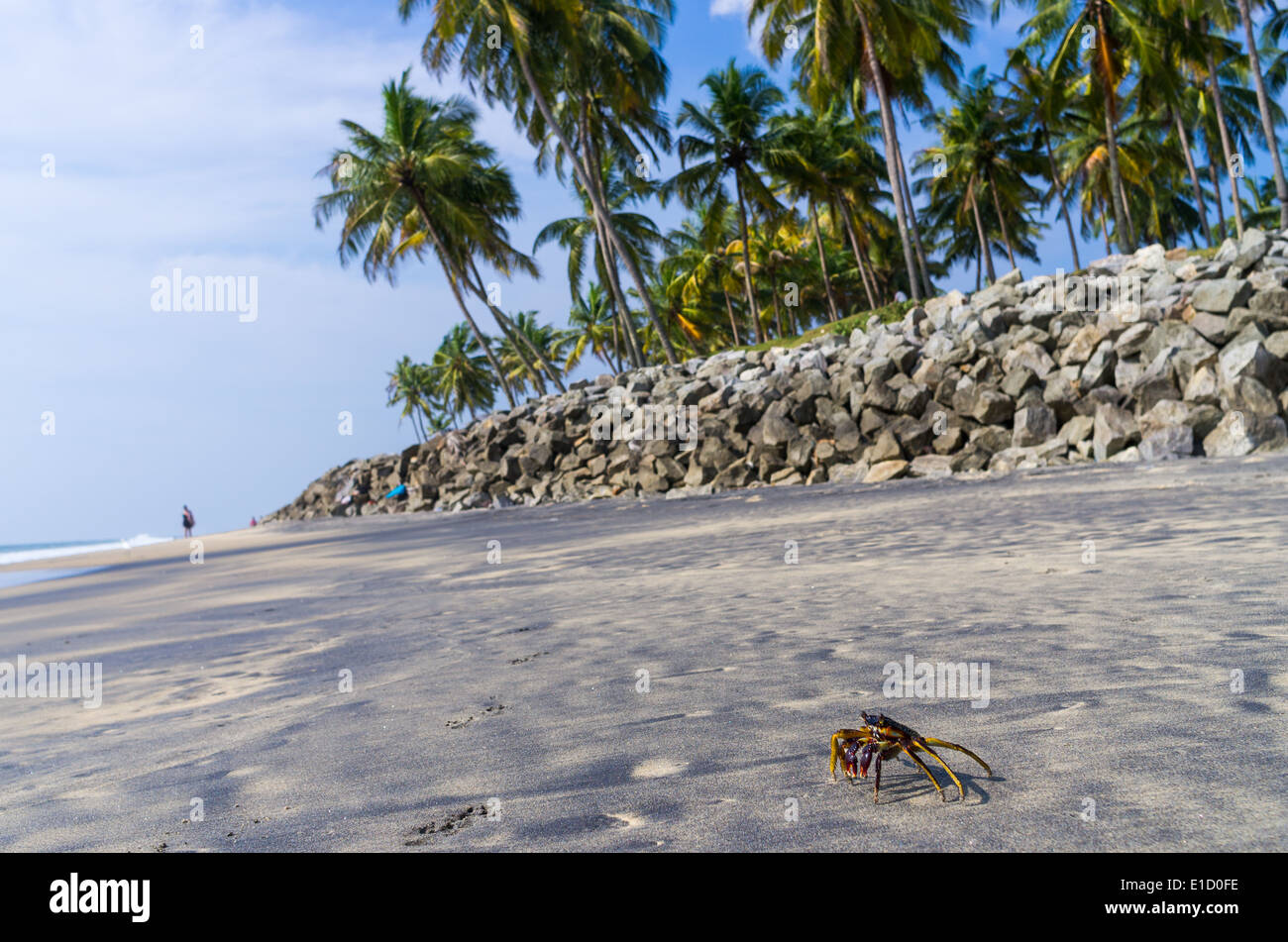 Incredibili spiagge indiano, spiaggia nera, Varkala. Il Kerala, India. Foto Stock