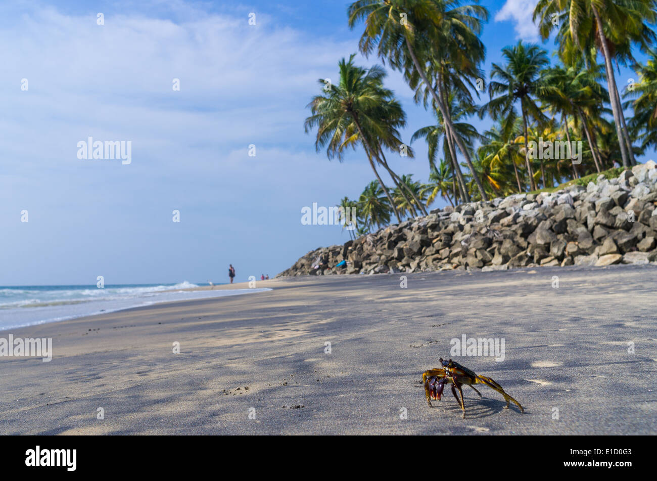 Incredibili spiagge indiano, spiaggia nera, Varkala. Il Kerala, India. Foto Stock