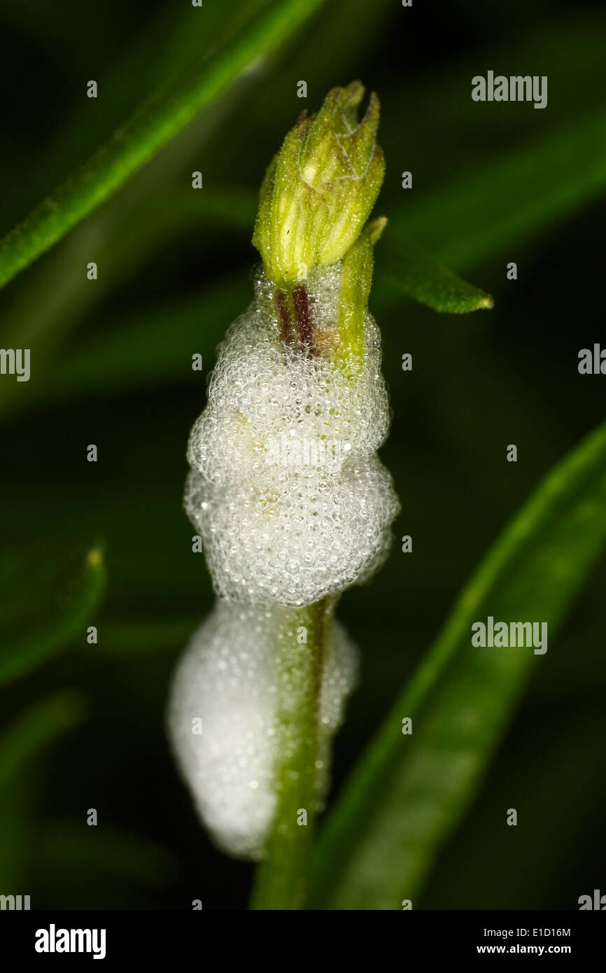 Il cuculo sputare le larve di insetti sulla lavanda gambo di fiore in giardino Foto Stock
