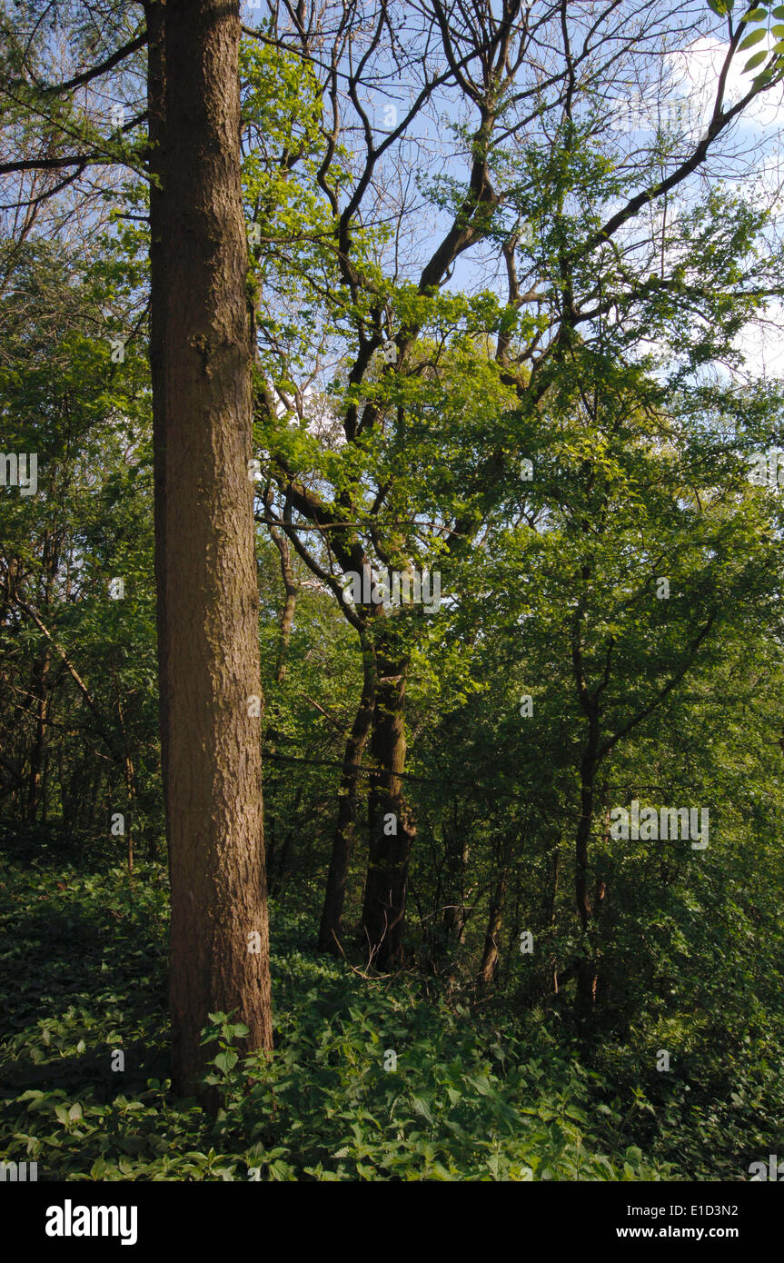 Alberi e vegetazione in un parco boschivo. Foto Stock