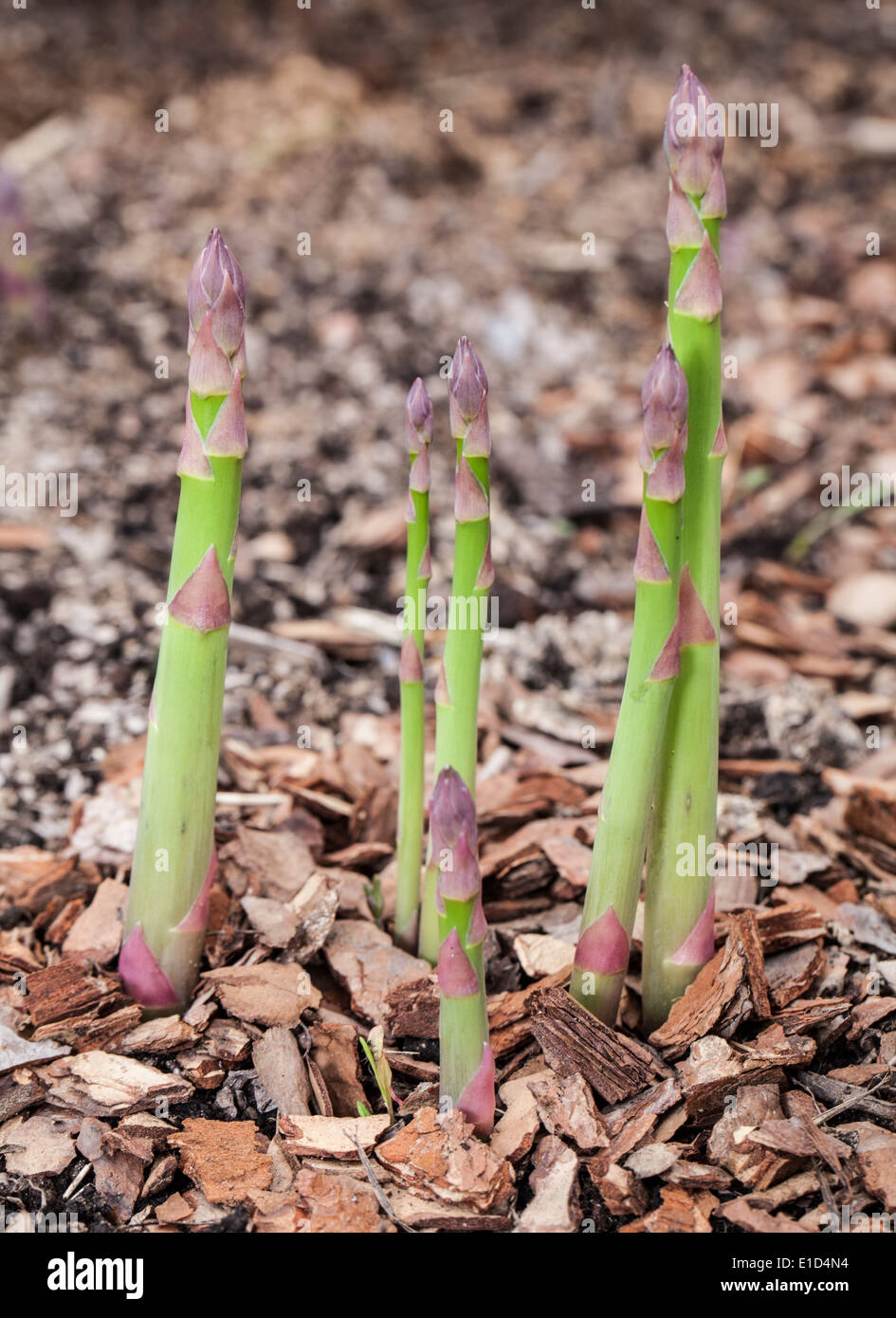 Processo di coltivazione di asparagi germogli. Foto Stock