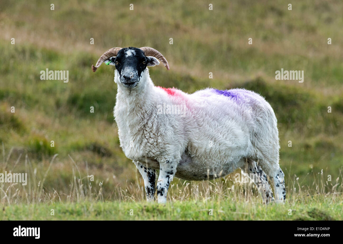 Un colorfully contrassegnato pecore vicino Leverborough, sull'Isola del Sud di Harris Foto Stock