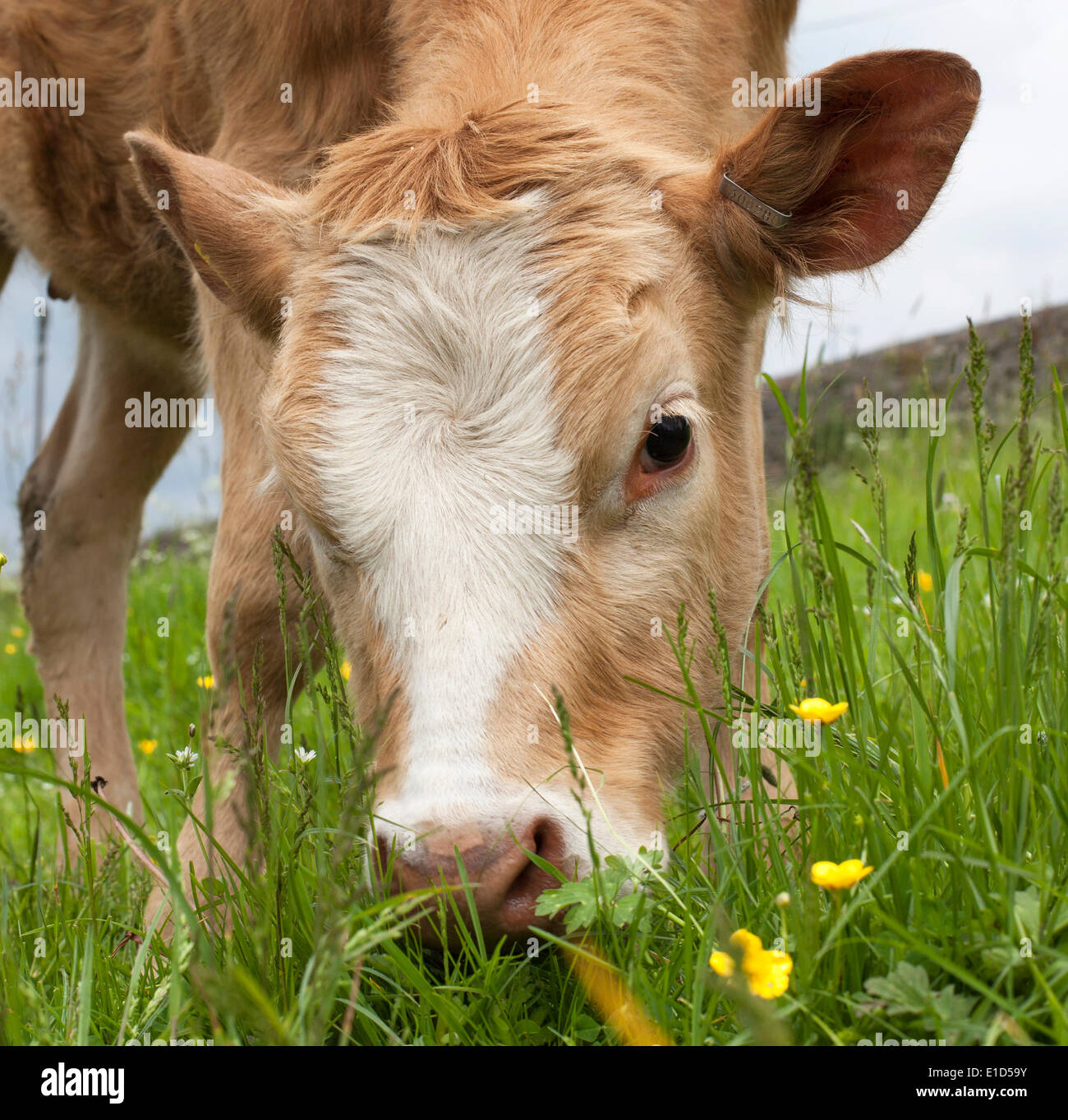 Bakewell, Derbyshire, Regno Unito. Il 31 maggio 2014. Il bestiame pascola nel prato Wynn a secco su un nuvoloso giorno di primavera nel Peak District. Credito: Mark Richardson/Alamy Live News Foto Stock