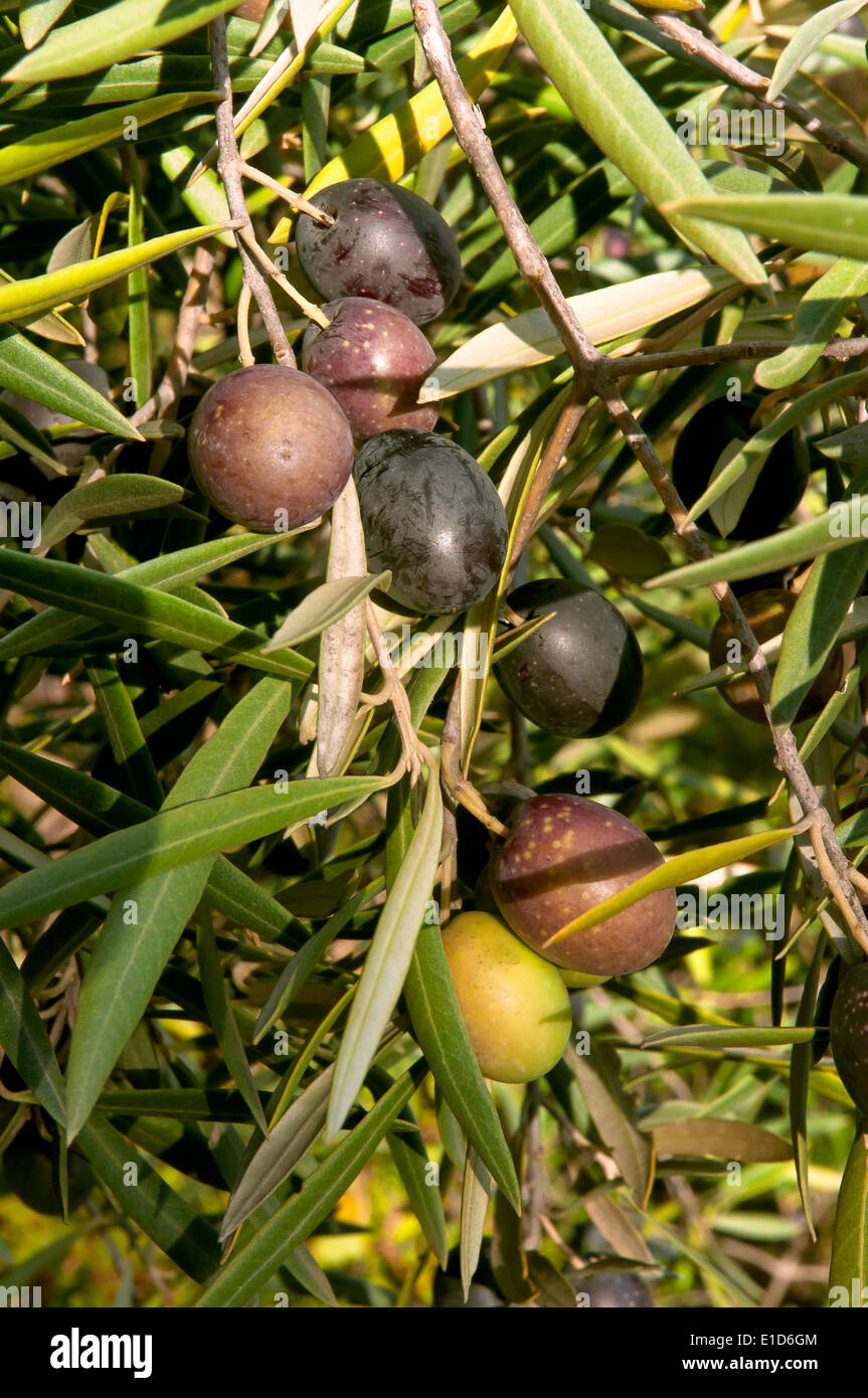 Albero di olivo, olive, il percorso turistico dei banditi, jauja, in provincia di Cordoba, regione dell'Andalusia, Spagna, Europa Foto Stock