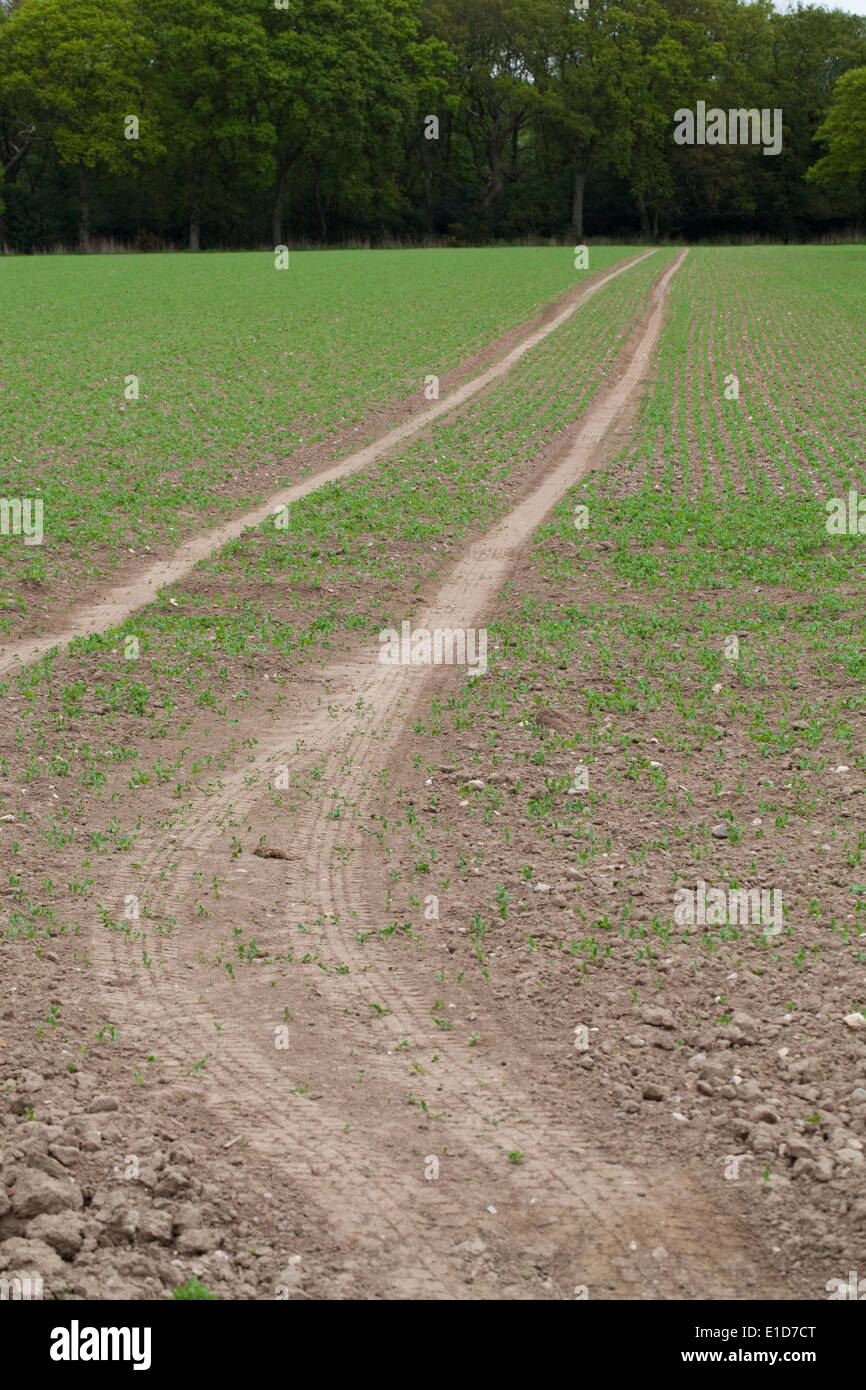 La linea del tram di accedere a più di un seminativo campo per veicoli agricoli per applicazione ripetuta erbicidi chimici insetticidi. Foto Stock