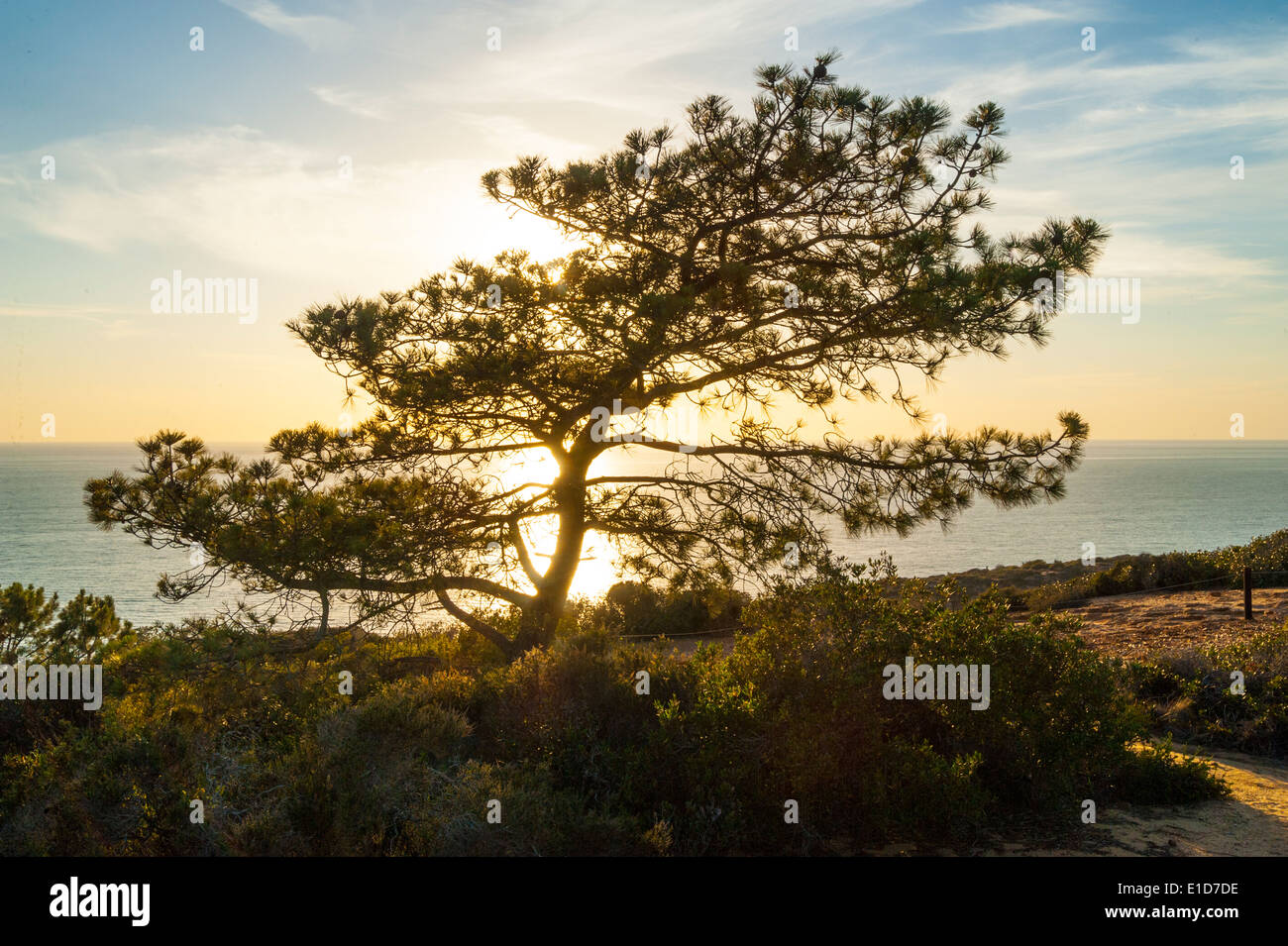 Torry pini del Parco statale al tramonto, La Jolla, California Foto Stock