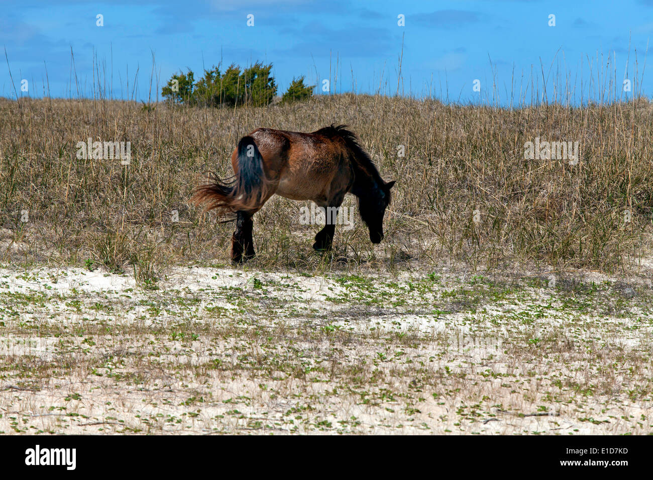 Cavalli selvaggi di banche Shackleford Foto Stock