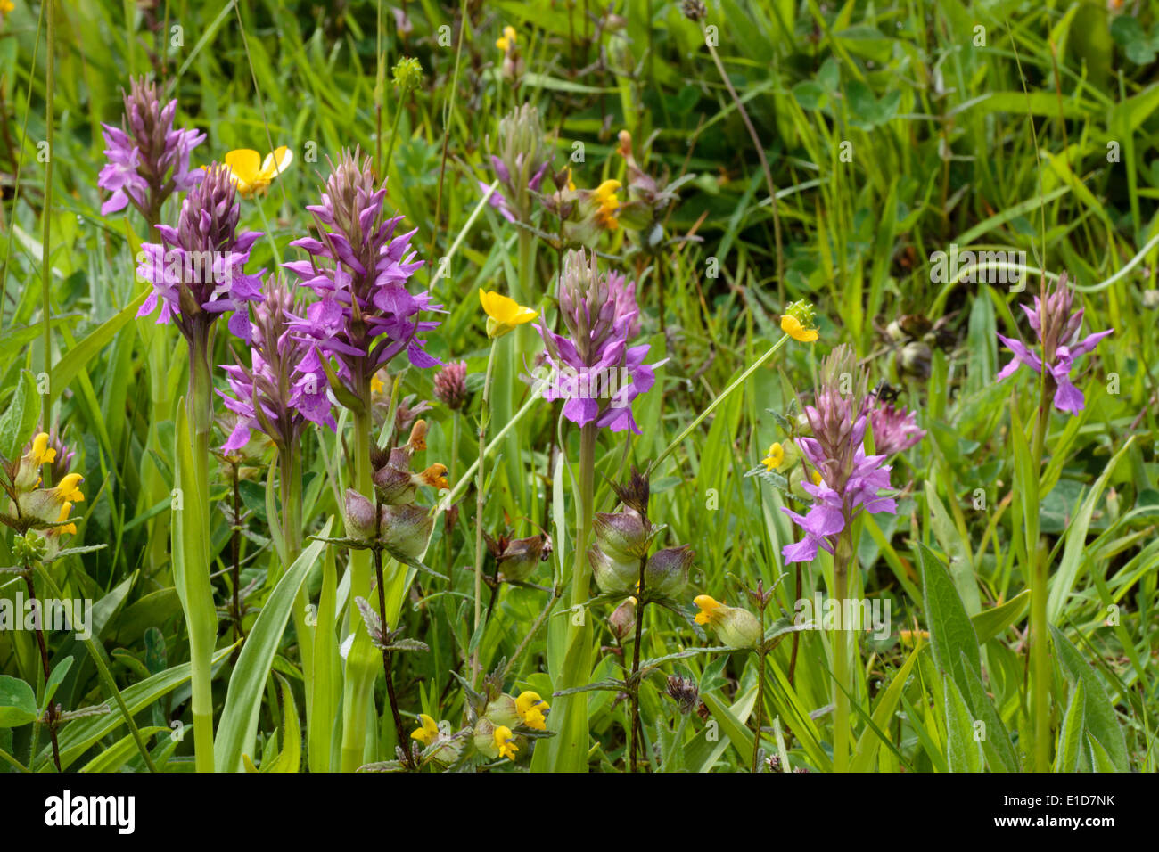 Sud della palude, orchidea Dactylorhiza Praetermissa, nella prateria in Plymouth Foto Stock