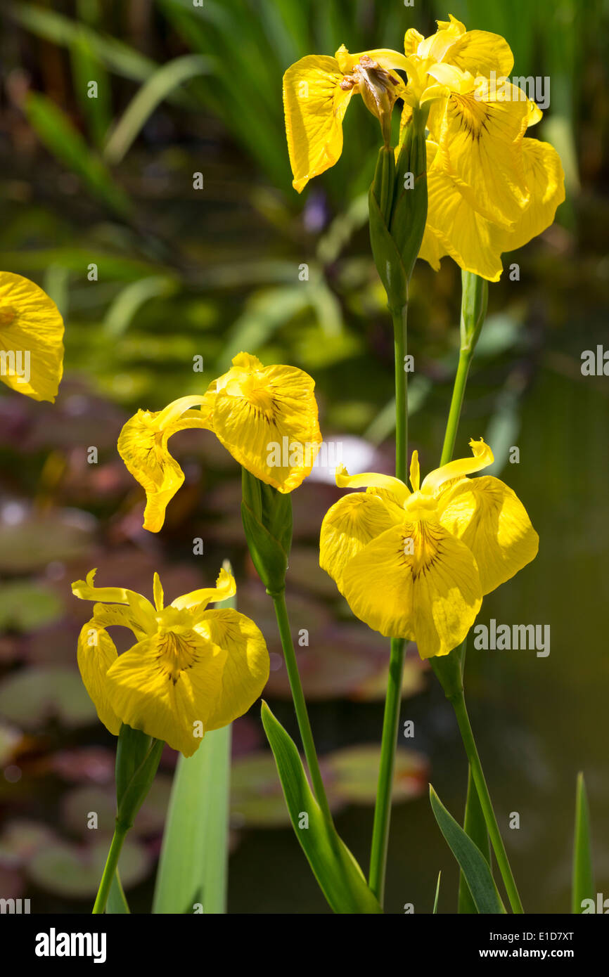 Fiori della bandiera gialla iris, Iris pseudacorus Foto Stock