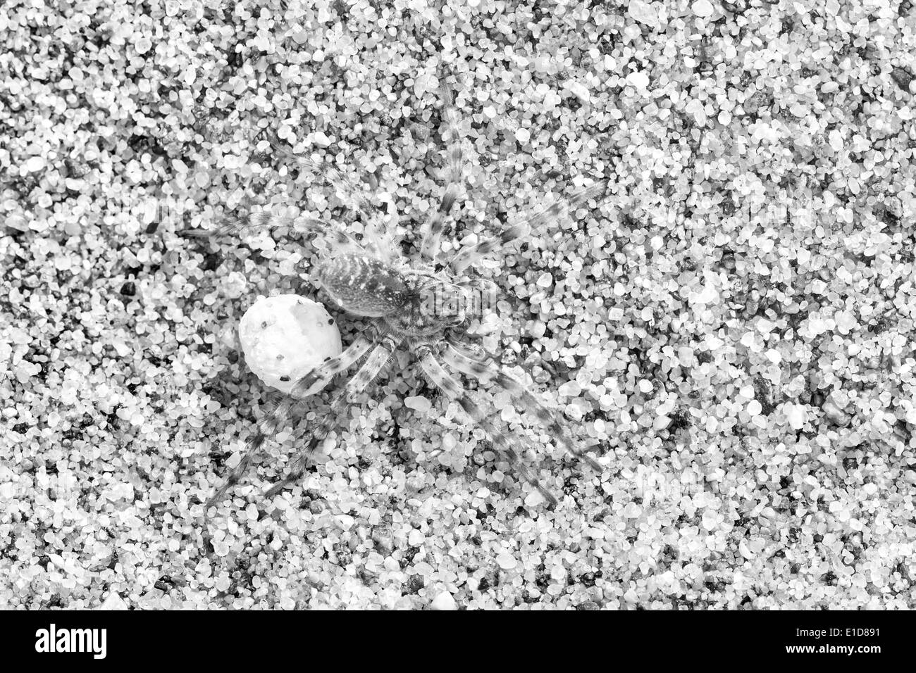 Grande sabbia marrone colore spider a beach protegge il suo uovo Foto Stock