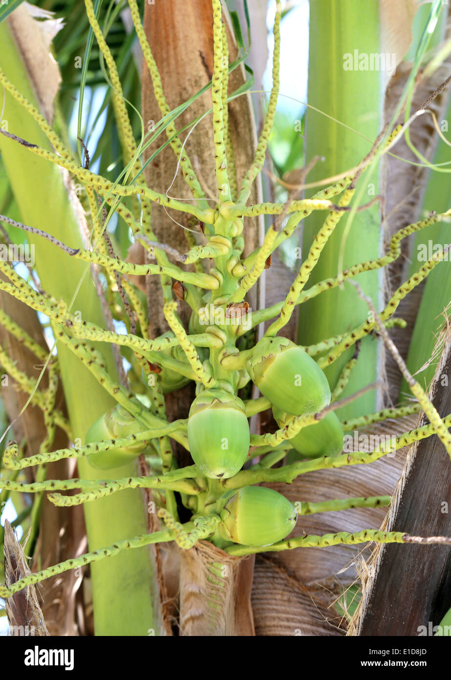 noci di cocco verdi Foto Stock