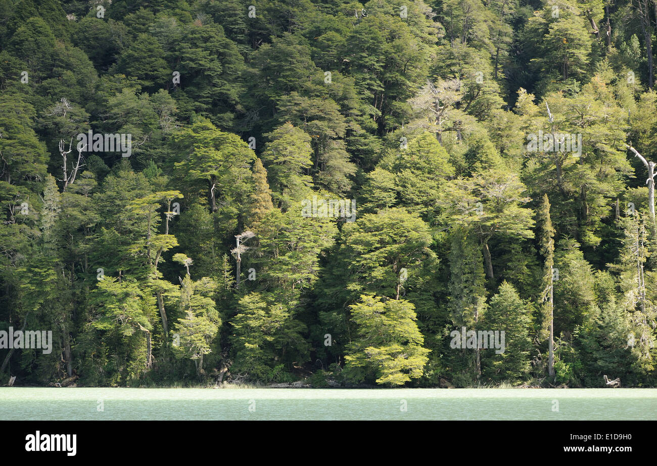 Le acque verdi del Lago Frias e la foresta pluviale, parte del circuito Cruce Andino, un traghetto e autobus attraversamento delle Ande tra Argentina e Cile. Foto Stock