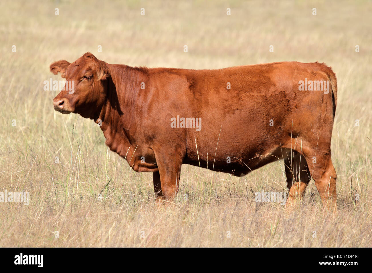 Un rosso angus cow su pascolo Foto Stock