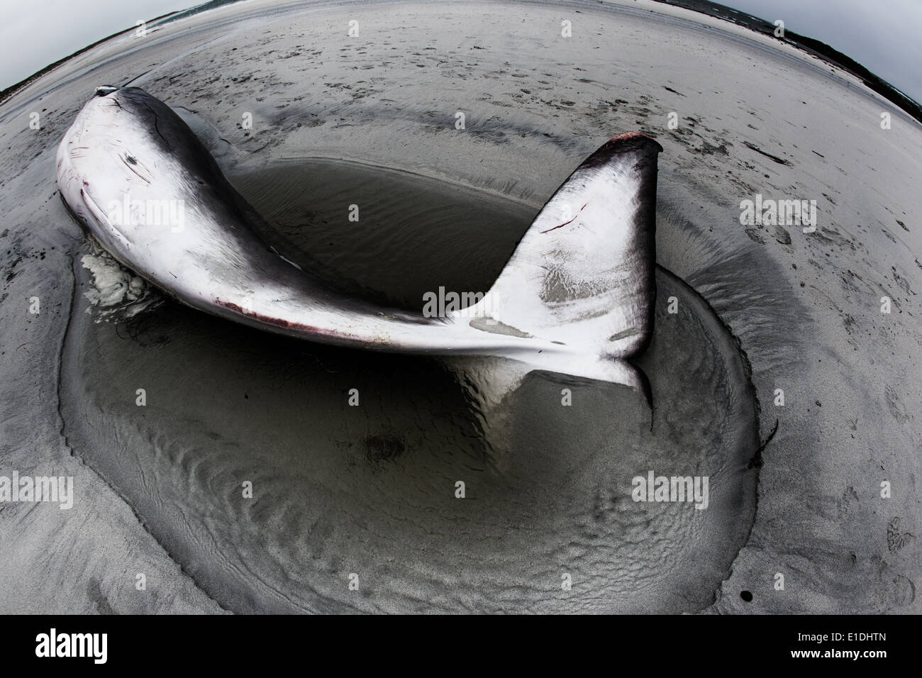 Un bambino morto Minke Whale (Balaenoptera acutorostrata) sulla spiaggia Balranald, North Uist, Ebridi Esterne, Scotland, Regno Unito Foto Stock