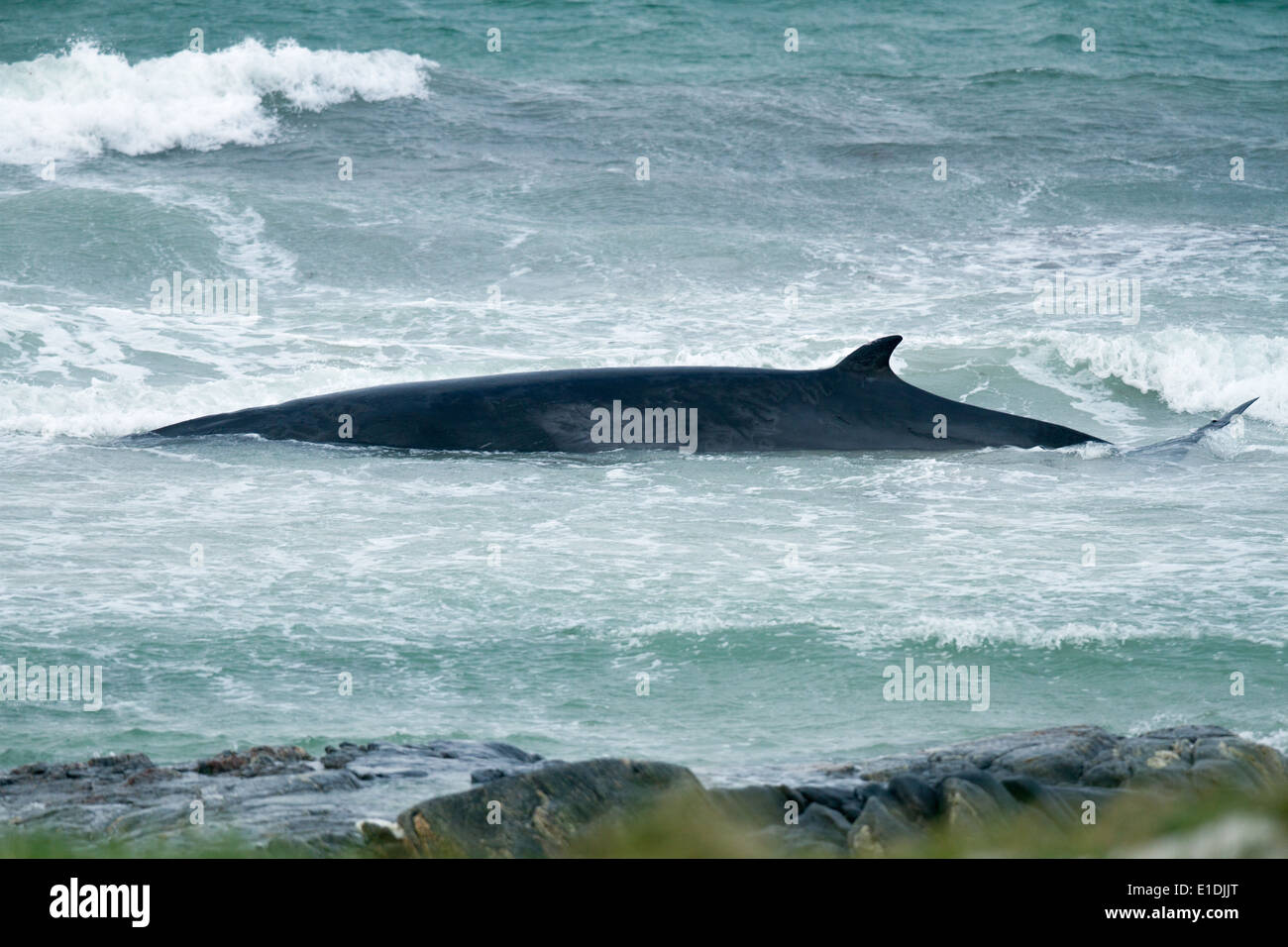 Un bambino femmina di Minke Whale Balaenoptera acutorostrata lotta per sopravvivere in acque poco profonde off North Uist, Scotland, Regno Unito Foto Stock