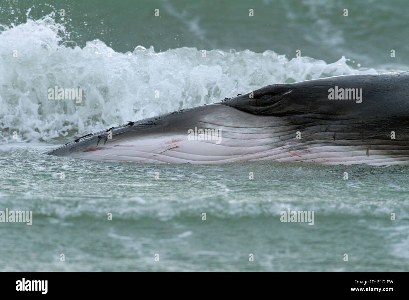 Un bambino femmina di Minke Whale Balaenoptera acutorostrata lotta per sopravvivere in acque poco profonde off North Uist, Scozia. Foto Stock