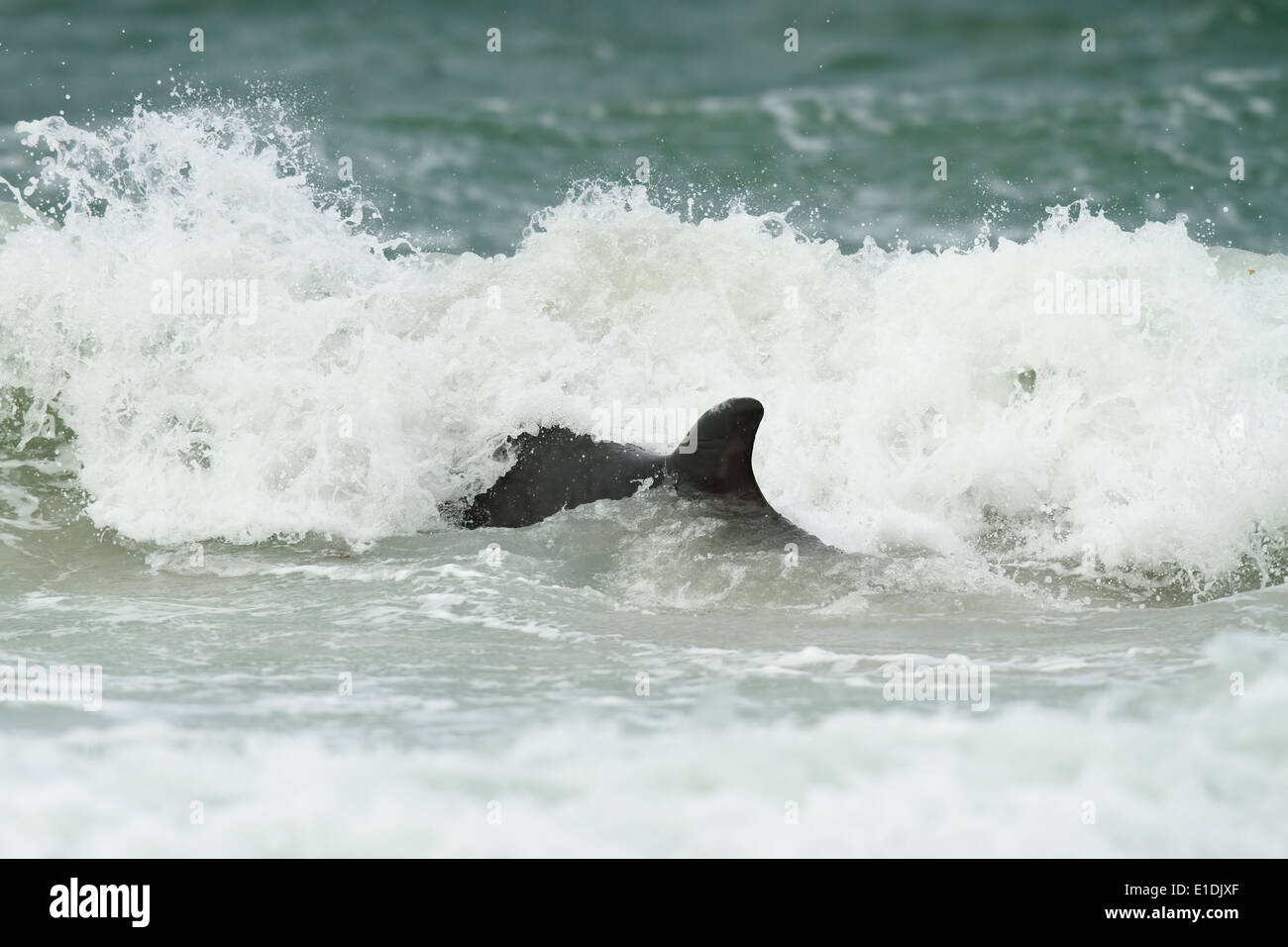 Un bambino femmina di Minke Whale Balaenoptera acutorostrata lotta per sopravvivere in acque poco profonde off North Uist, Scozia. Foto Stock