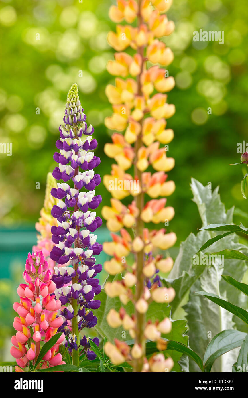 fiore del lupino Foto Stock