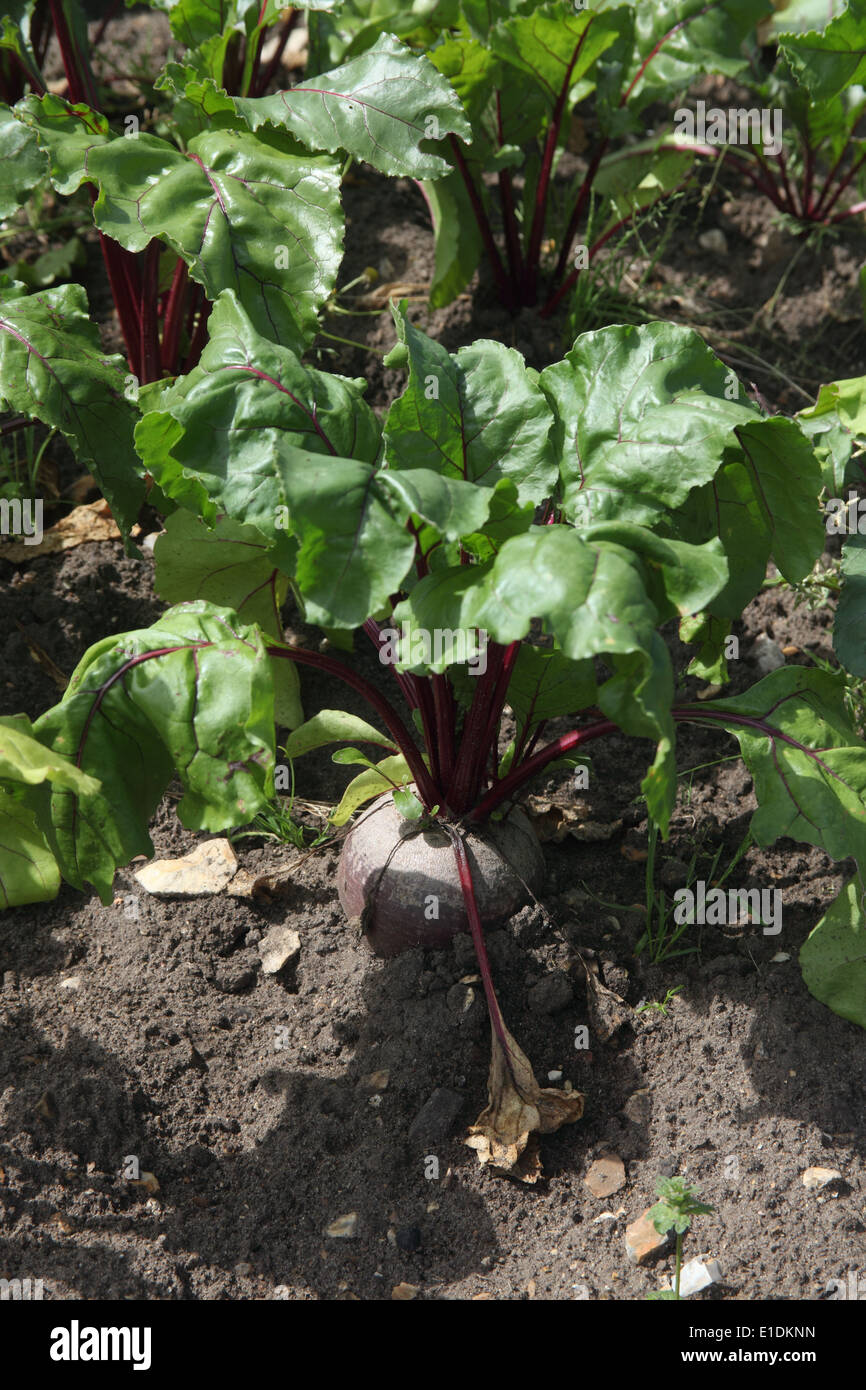 Beta vulgaris " Crimson King' barbabietola ravvicinata di una pianta matura Foto Stock